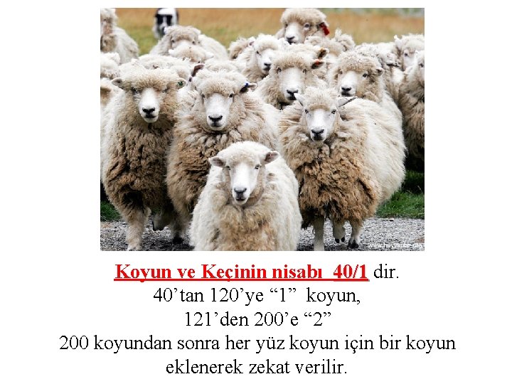 Koyun ve Keçinin nisabı 40/1 dir. 40’tan 120’ye “ 1” koyun, 121’den 200’e “