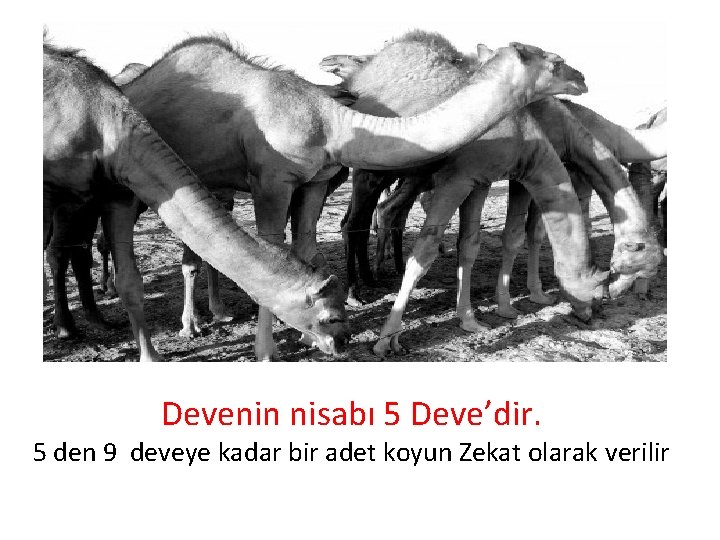 Devenin nisabı 5 Deve’dir. 5 den 9 deveye kadar bir adet koyun Zekat olarak