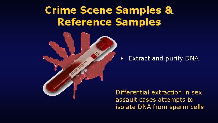 Crime Scene Samples & Reference Samples • Extract and purify DNA Differential extraction in