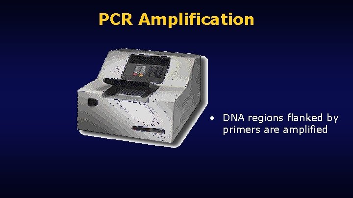 PCR Amplification • DNA regions flanked by primers are amplified 