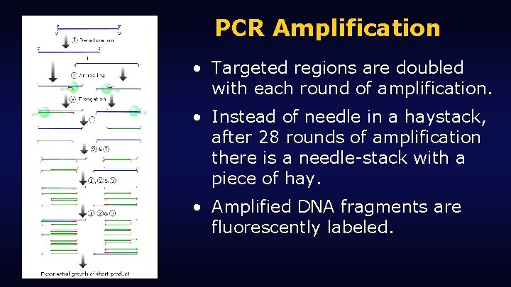 PCR Amplification • Targeted regions are doubled with each round of amplification. • Instead