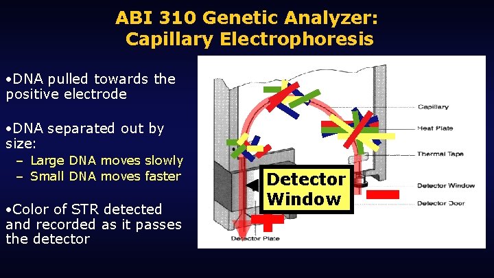 ABI 310 Genetic Analyzer: Capillary Electrophoresis • DNA pulled towards the positive electrode •