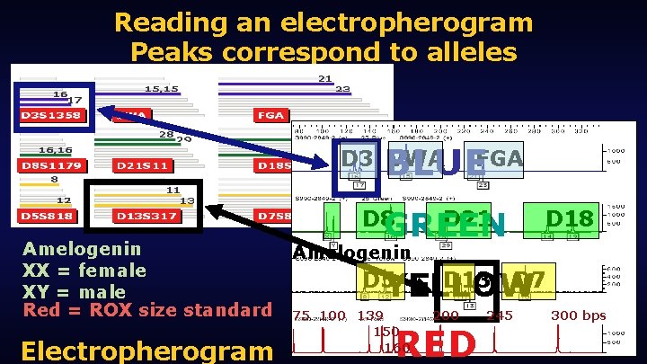 Reading an electropherogram Peaks correspond to alleles BLUEFGA D 3 v. WA Amelogenin XX