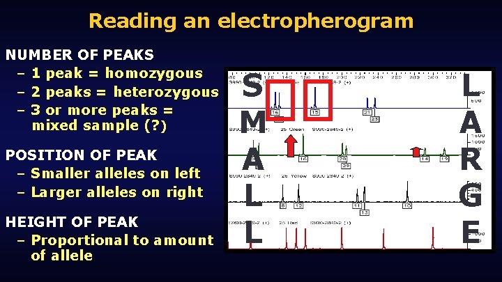 Reading an electropherogram NUMBER OF PEAKS – 1 peak = homozygous – 2 peaks