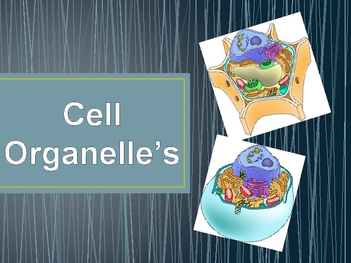 Cell Organelle’s 