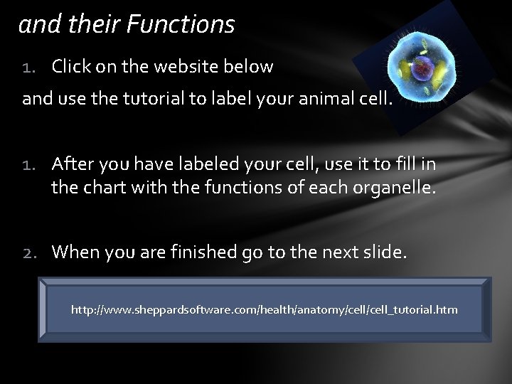 and their Functions 1. Click on the website below and use the tutorial to