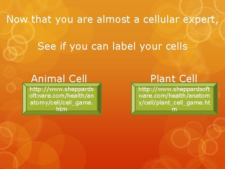 Now that you are almost a cellular expert, See if you can label your