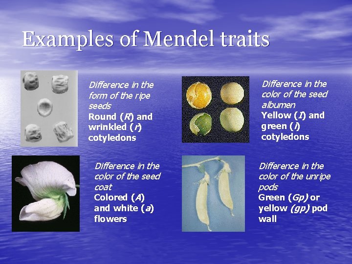 Examples of Mendel traits Difference in the form of the ripe seeds Round (R)