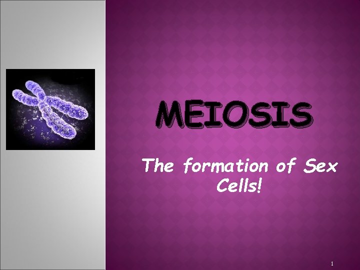 MEIOSIS The formation of Sex Cells! 1 