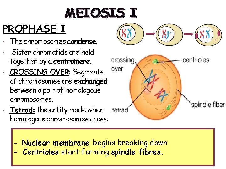 MEIOSIS I PROPHASE I The chromosomes condense. Sister chromatids are held together by a