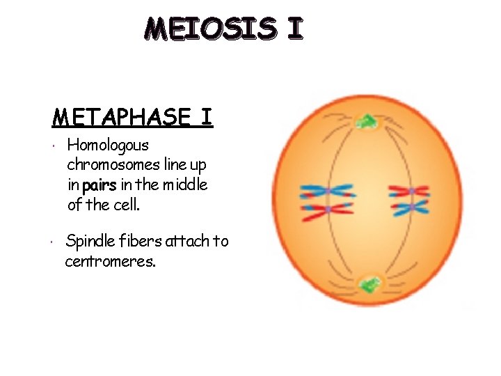 MEIOSIS I METAPHASE I Homologous chromosomes line up in pairs in the middle of