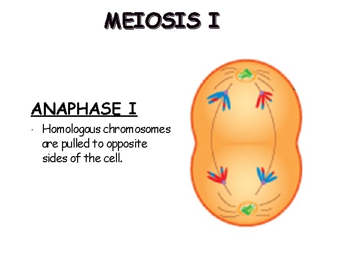 MEIOSIS I ANAPHASE I Homologous chromosomes are pulled to opposite sides of the cell.