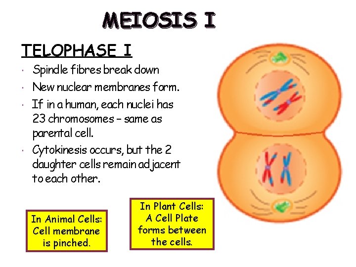 MEIOSIS I TELOPHASE I Spindle fibres break down New nuclear membranes form. If in