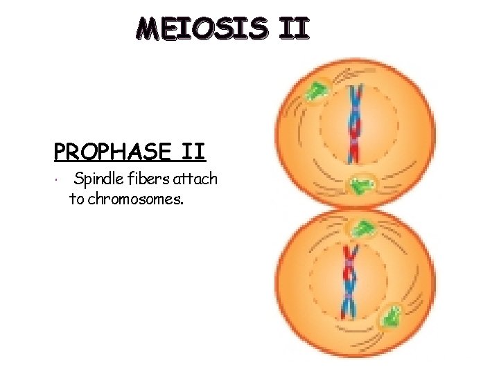 MEIOSIS II PROPHASE II Spindle fibers attach to chromosomes. 