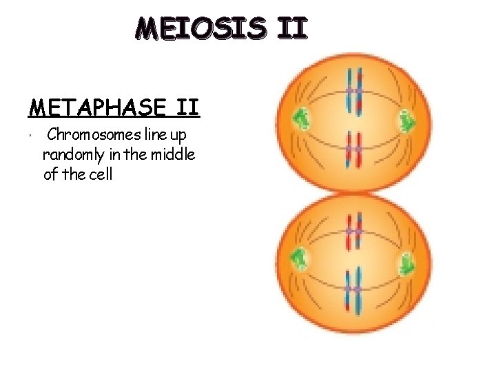 MEIOSIS II METAPHASE II Chromosomes line up randomly in the middle of the cell MEIOSIS II METAPHASE II Chromosomes line up randomly in the middle of the cell