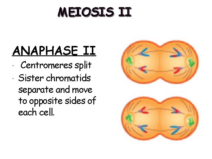 MEIOSIS II ANAPHASE II Centromeres split Sister chromatids separate and move to opposite sides