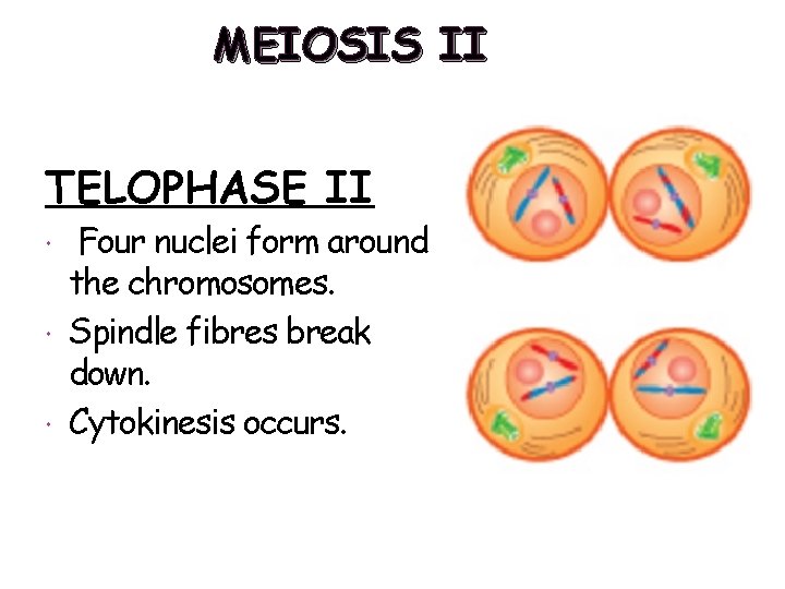 MEIOSIS II TELOPHASE II Four nuclei form around the chromosomes. Spindle fibres break down.