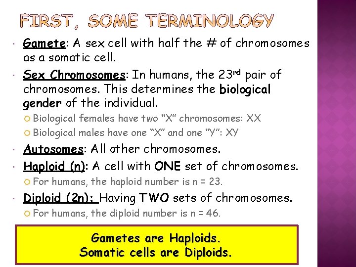 Gamete: A sex cell with half the # of chromosomes as a somatic Gamete: A sex cell with half the # of chromosomes as a somatic