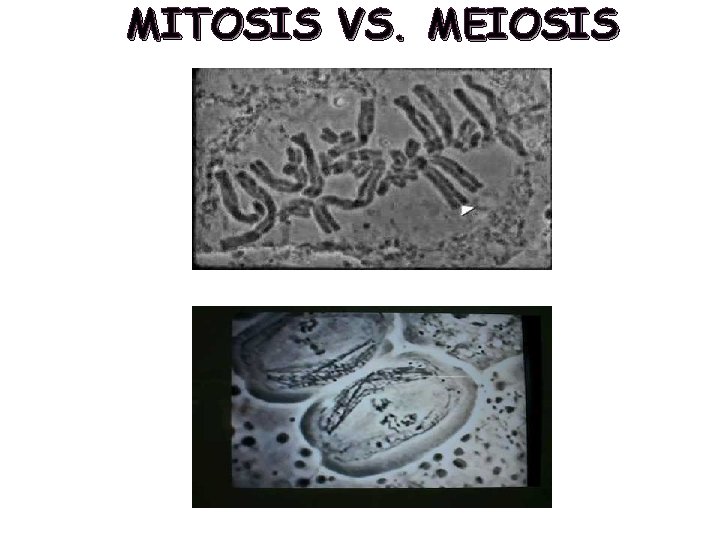 MITOSIS VS. MEIOSIS MITOSIS VS. MEIOSIS