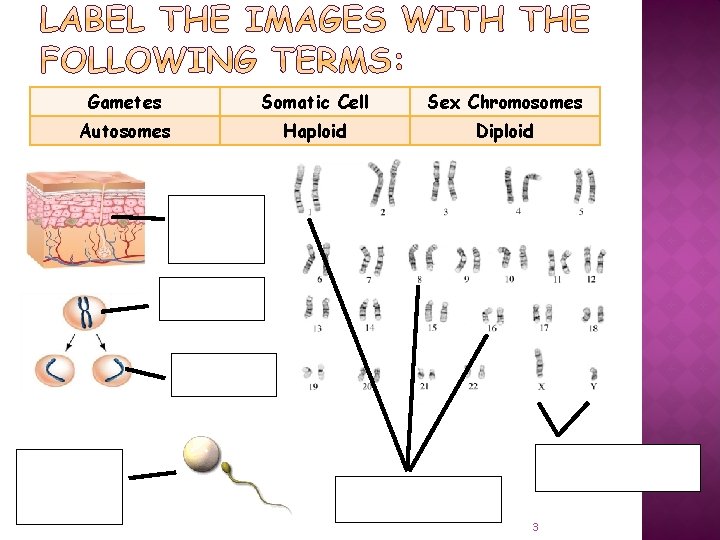 Gametes Somatic Cell Sex Chromosomes Autosomes Haploid Diploid 3 