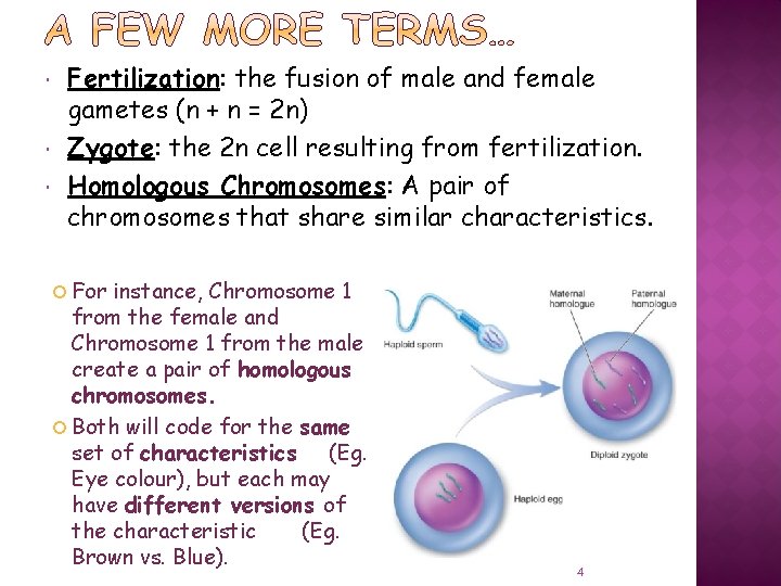 Fertilization: the fusion of male and female gametes (n + n = 2 Fertilization: the fusion of male and female gametes (n + n = 2