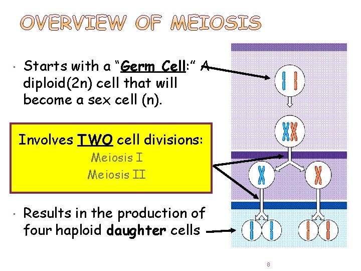  Starts with a “Germ Cell: ” A diploid(2 n) cell that will become