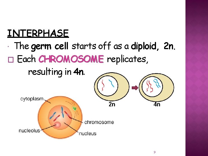 INTERPHASE The germ cell starts off as a diploid, 2 n. � Each CHROMOSOME