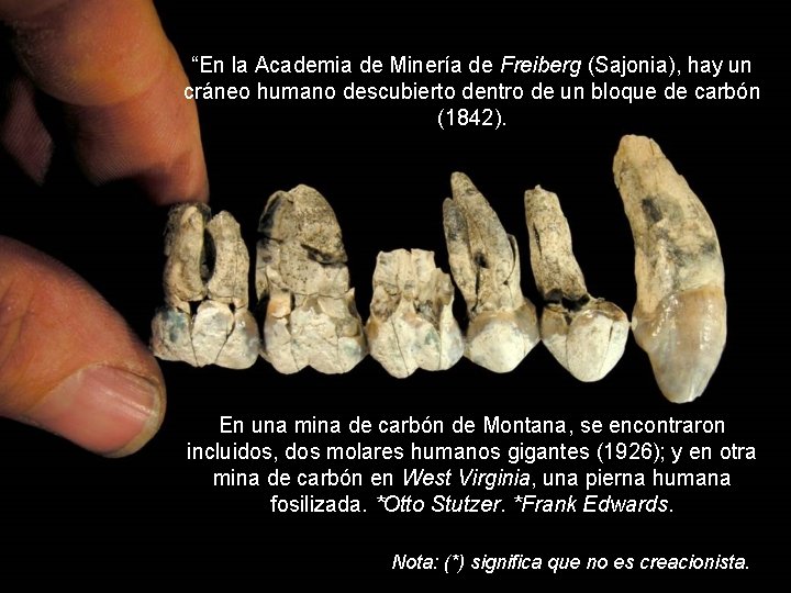 “En la Academia de Minería de Freiberg (Sajonia), hay un cráneo humano descubierto dentro