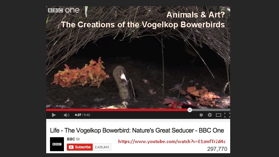 Animals & Art? The Creations of the Vogelkop Bowerbirds https: //www. youtube. com/watch? v=E