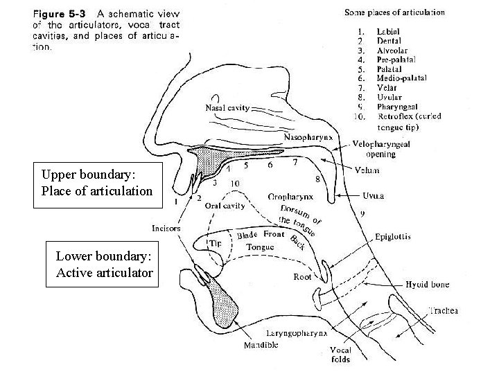 Upper boundary: Place of articulation Lower boundary: Active articulator 