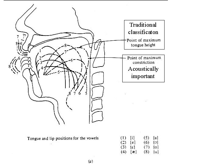 Traditional classificaton Acoustically important 