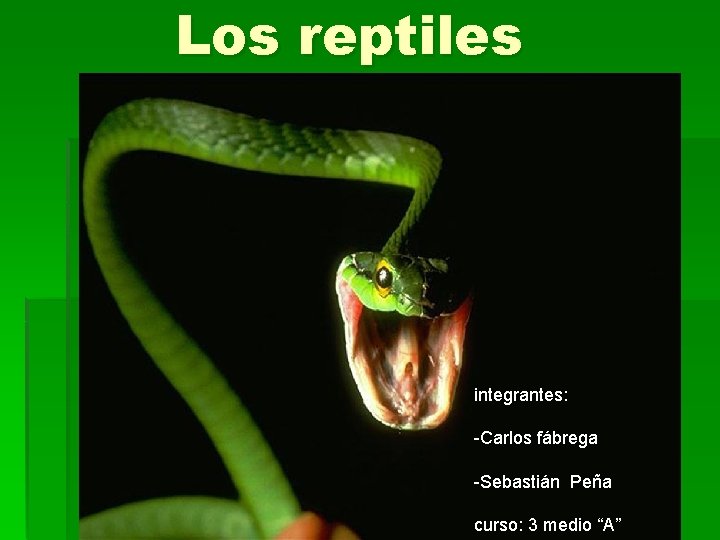 Los reptiles integrantes: -Carlos fábrega -Sebastián Peña curso: 3 medio “A” 