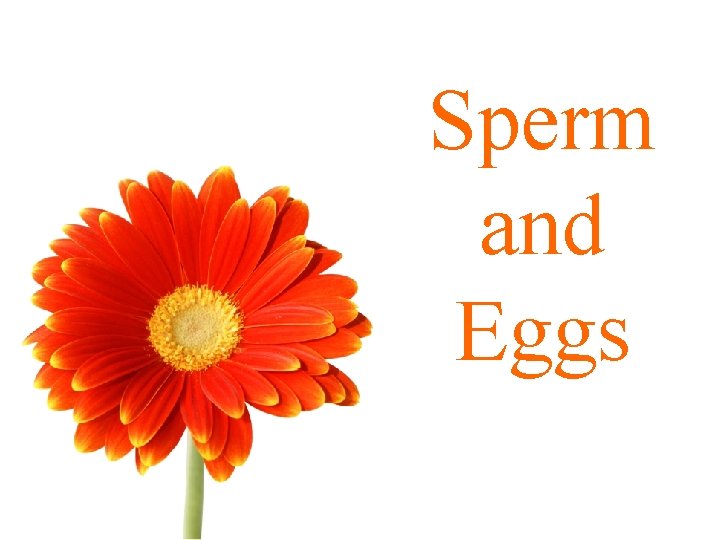 Sperm and Eggs 