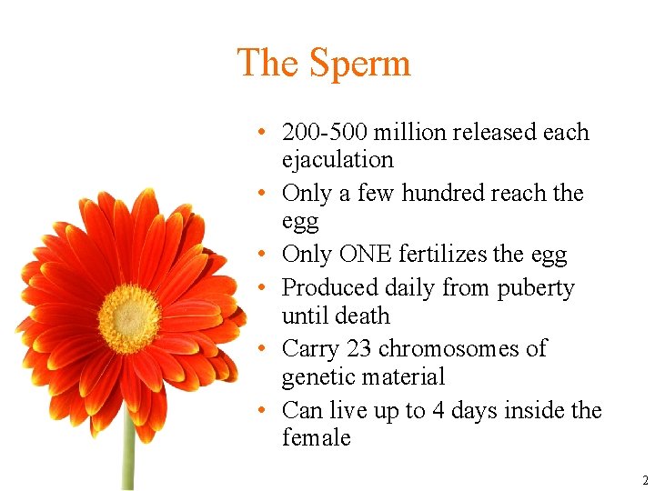 The Sperm • 200 -500 million released each ejaculation • Only a few hundred