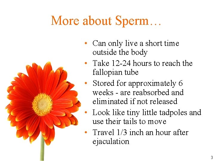 More about Sperm… • Can only live a short time outside the body •
