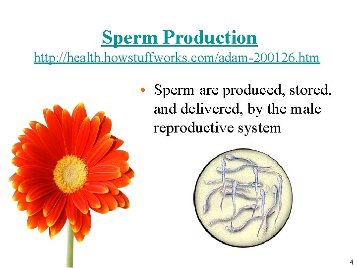 Sperm Production http: //health. howstuffworks. com/adam-200126. htm • Sperm are produced, stored, and delivered,