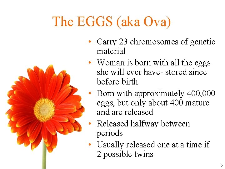 The EGGS (aka Ova) • Carry 23 chromosomes of genetic material • Woman is