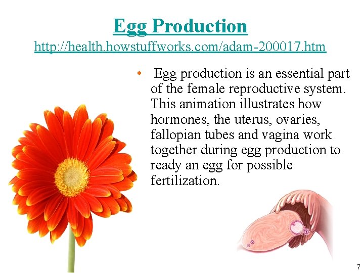 Egg Production http: //health. howstuffworks. com/adam-200017. htm • Egg production is an essential part