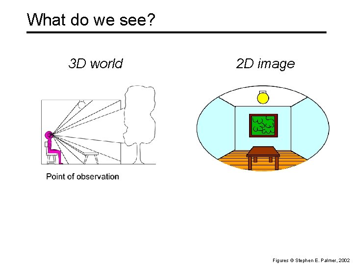 What do we see? 3 D world 2 D image Figures © Stephen E.