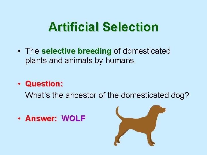 Artificial Selection • The selective breeding of domesticated plants and animals by humans. •