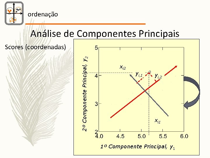 ordenação Análise de Componentes Principais 2º Componente Principal, y 2 Scores (coordenadas) xi 2
