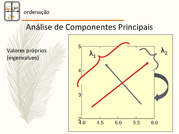 ordenação Análise de Componentes Principais Valores próprios (eigenvalues) λ 1 λ 2 