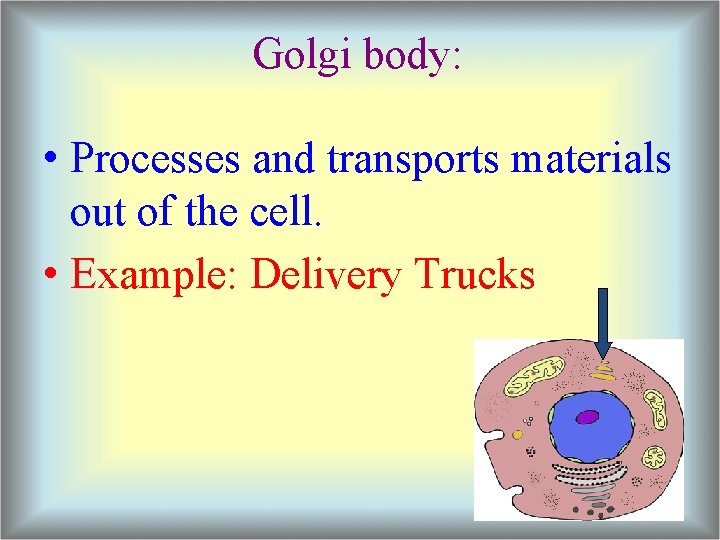 Golgi body: • Processes and transports materials out of the cell. • Example: Delivery