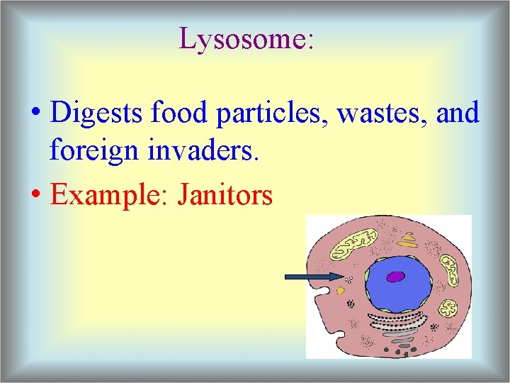 Lysosome: • Digests food particles, wastes, and foreign invaders. • Example: Janitors 