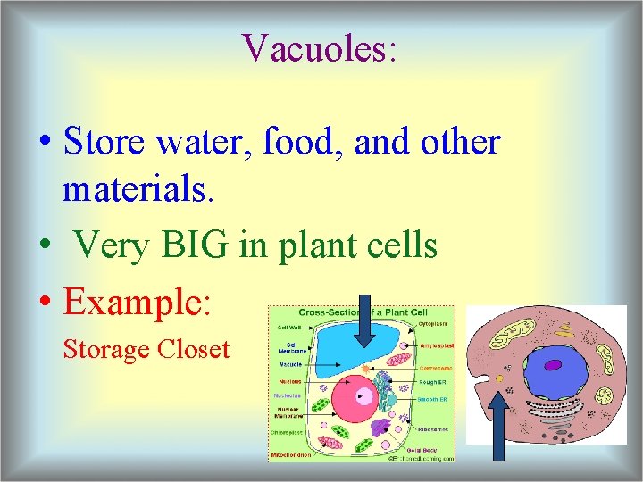 Vacuoles: • Store water, food, and other materials. • Very BIG in plant cells