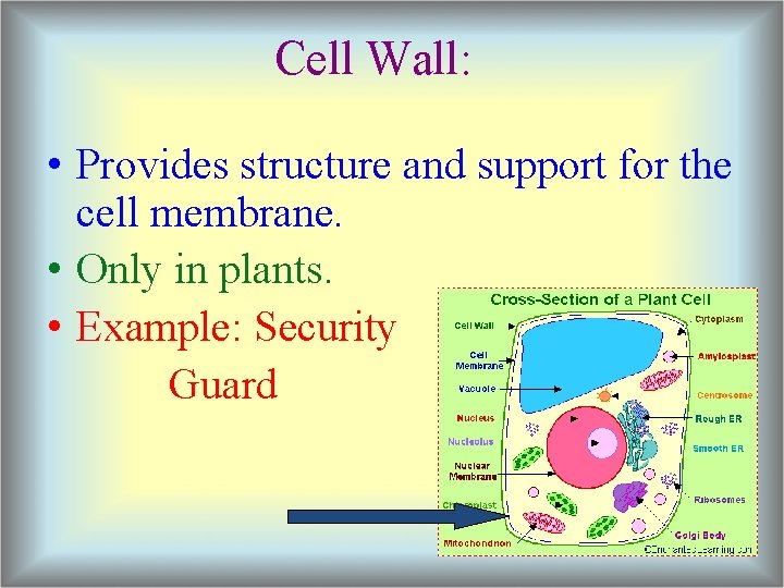 Cell Wall: • Provides structure and support for the cell membrane. • Only in
