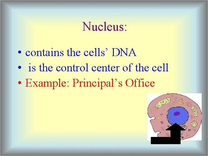 Nucleus: • contains the cells’ DNA • is the control center of the cell