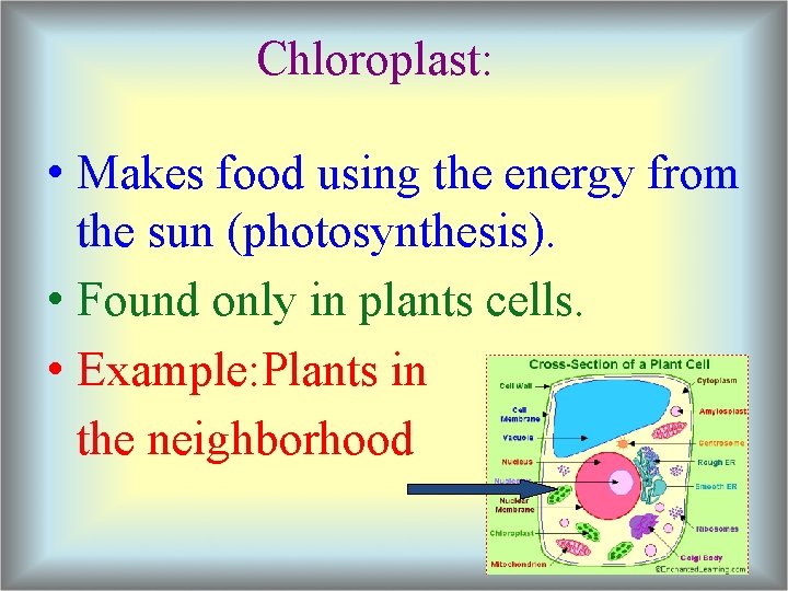 Chloroplast: • Makes food using the energy from the sun (photosynthesis). • Found only