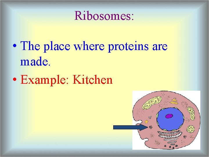 Ribosomes: • The place where proteins are made. • Example: Kitchen 