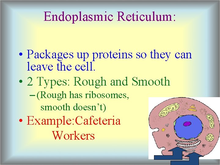 Endoplasmic Reticulum: • Packages up proteins so they can leave the cell. • 2